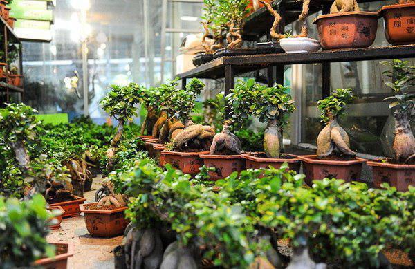 قاچاق گل بونسای و بامبو با وجود ممنوعیت واردات