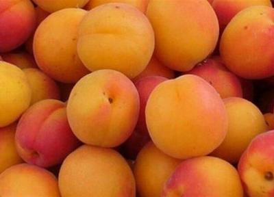 دست ما کوتاه و قیسی بر فراز!